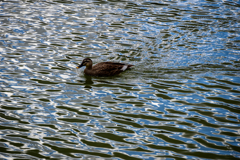 奈良公園猿沢池のカモ