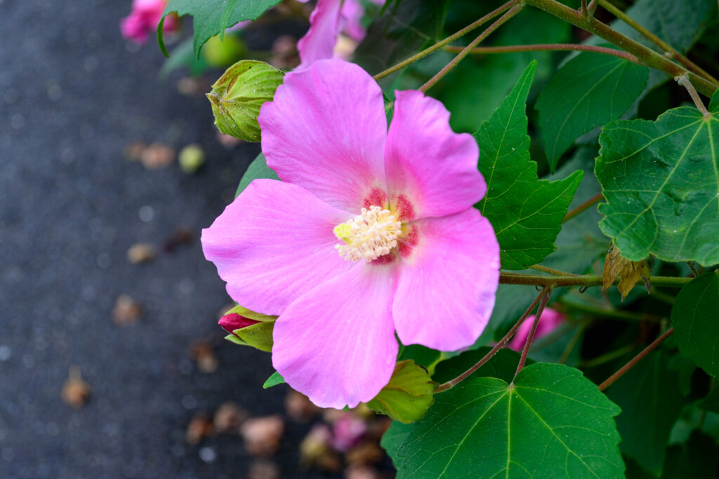 芙容5