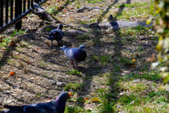 大阪城の鳩さんたち5