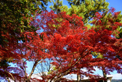 奈良公園の紅葉15
