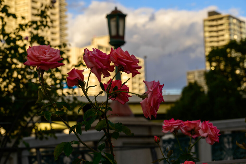 中之島公園の薔薇43