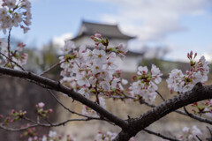 2020大阪城公園の桜11