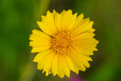 庭で咲いてた黄色い花2