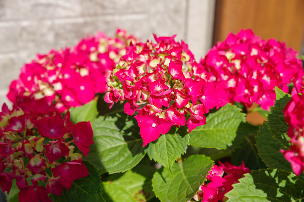 紫陽花18