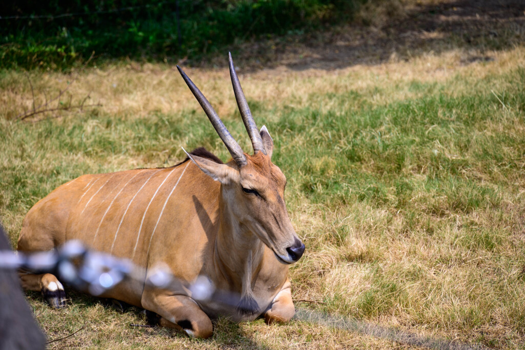 天王寺動物園のエランド4