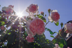 薔薇14