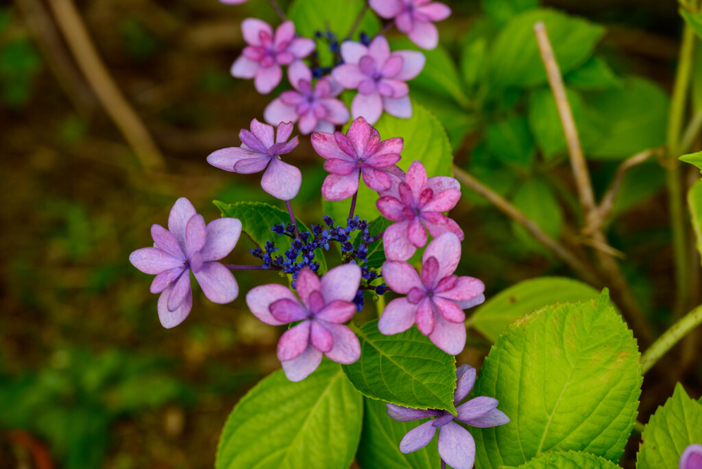 2022年紫陽花20