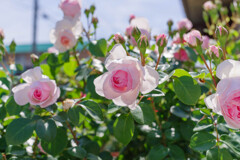 薔薇11