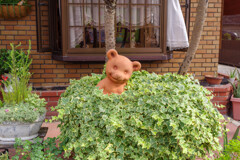 葉っぱの中のくまさん