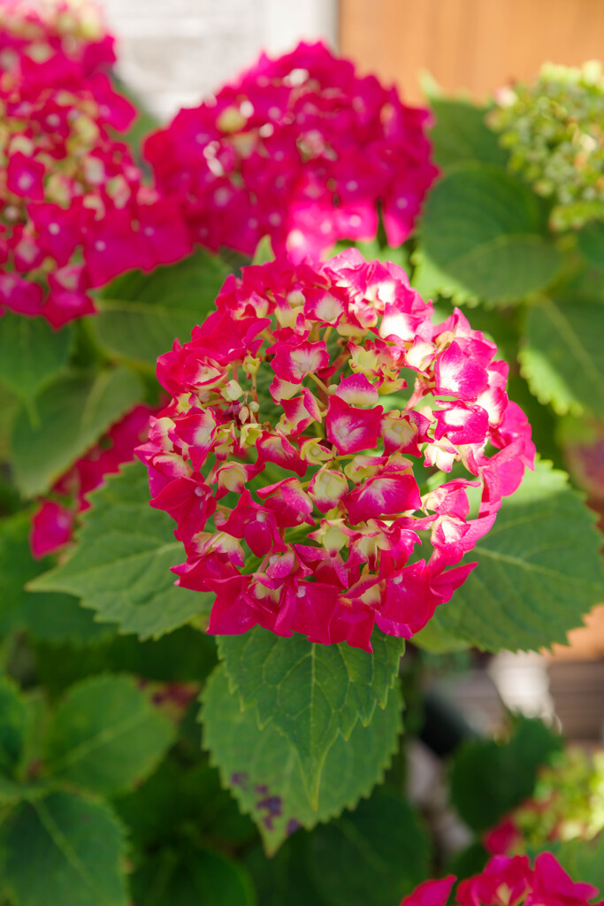 紫陽花16