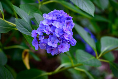長居植物園のアジサイ3