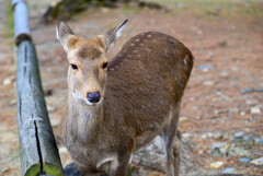 奈良公園の鹿10