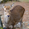 奈良公園の鹿10
