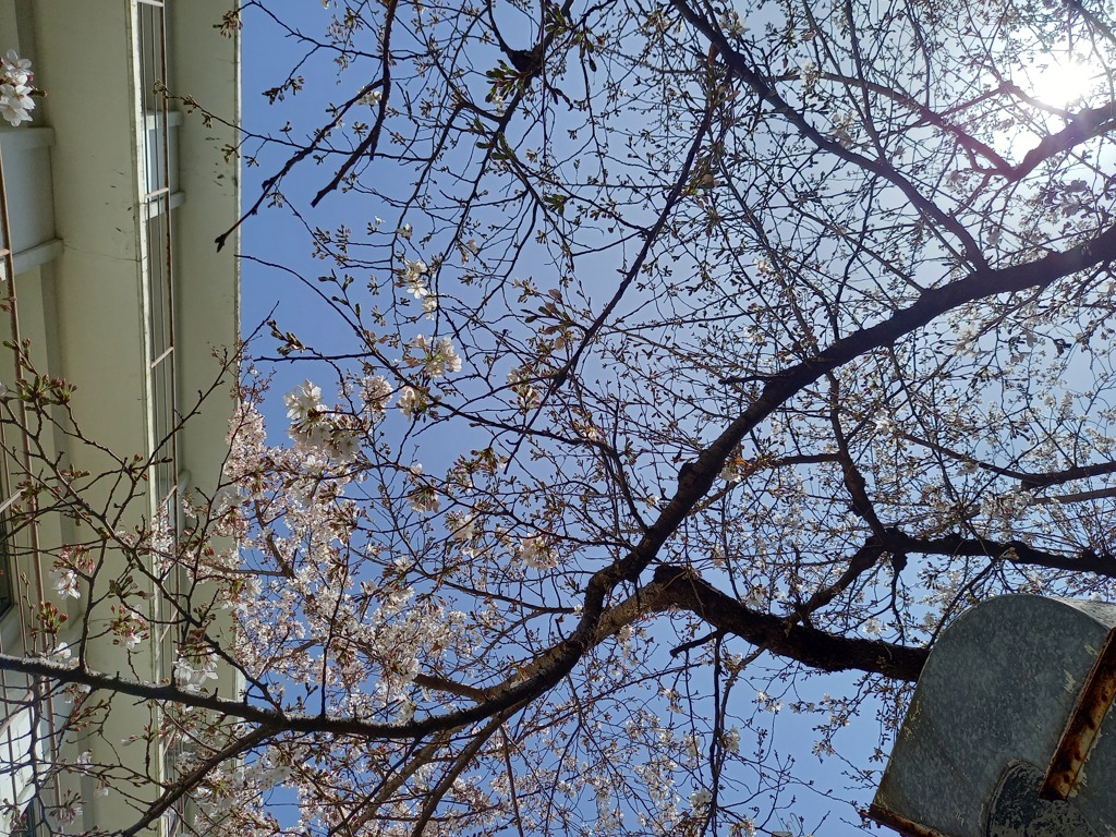 職場の桜が咲き始めました2