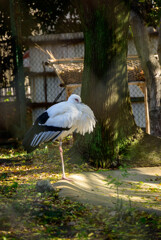 天王寺動物園 コウノトリ2