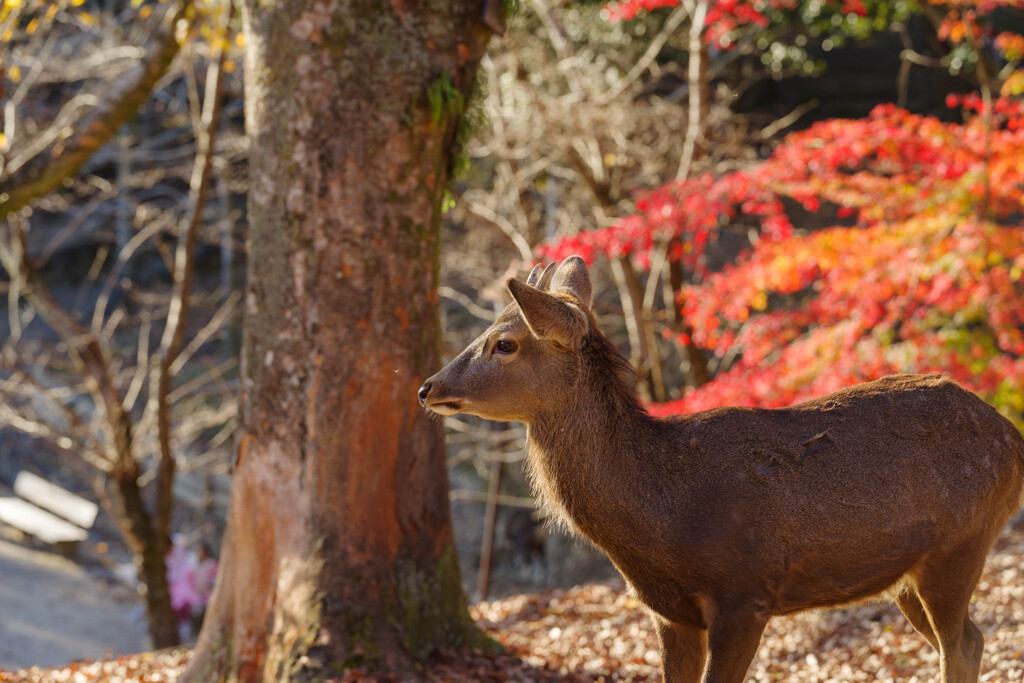 2019奈良公園の鹿7