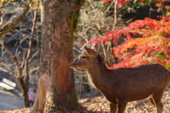 2019奈良公園の鹿7