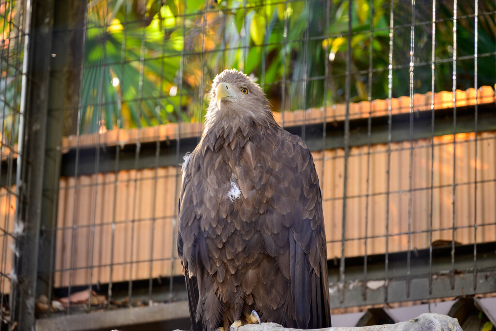 天王寺動物園 オジロワシ1