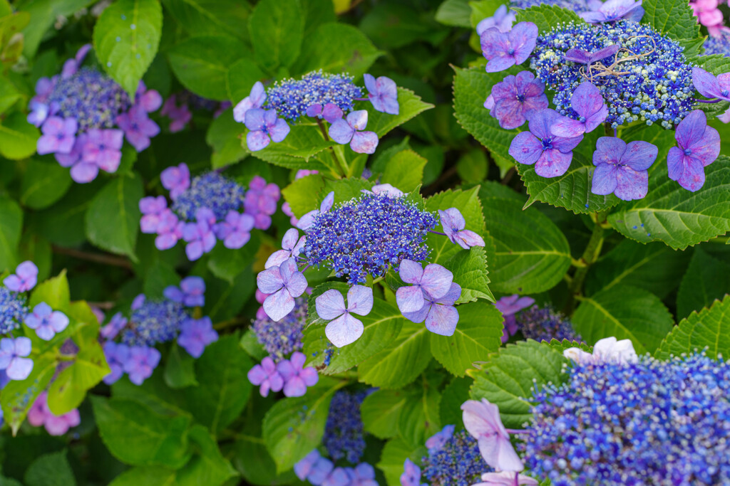 紫陽花25