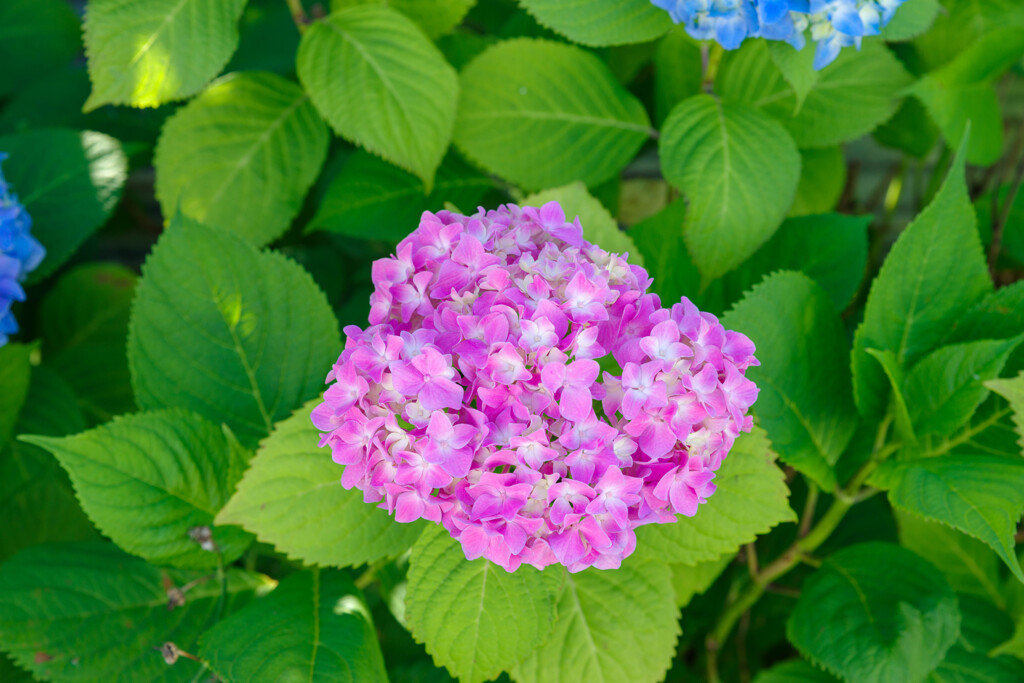 紫陽花3