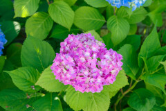 紫陽花3