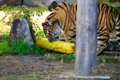 天王寺動物園 アムールトラ風君2