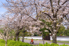 天王寺公園の桜3