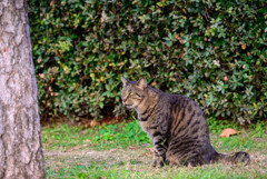 大阪城公園で会った猫ちゃん2