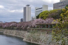 2020大阪城公園の桜5