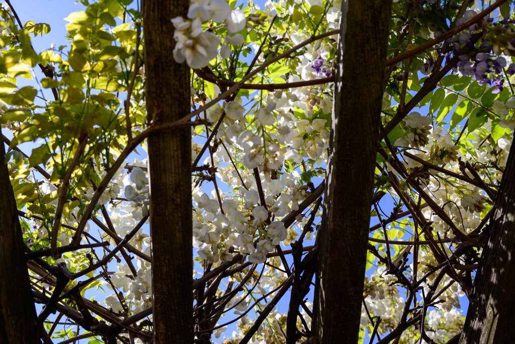白い藤の花3