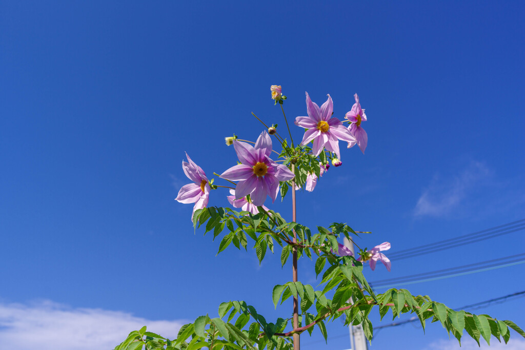 2019コダチダリア５