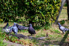 大阪城の鳩さんたち4