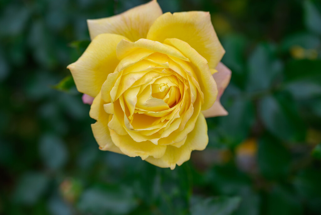 薔薇トロピカルシャーベット1