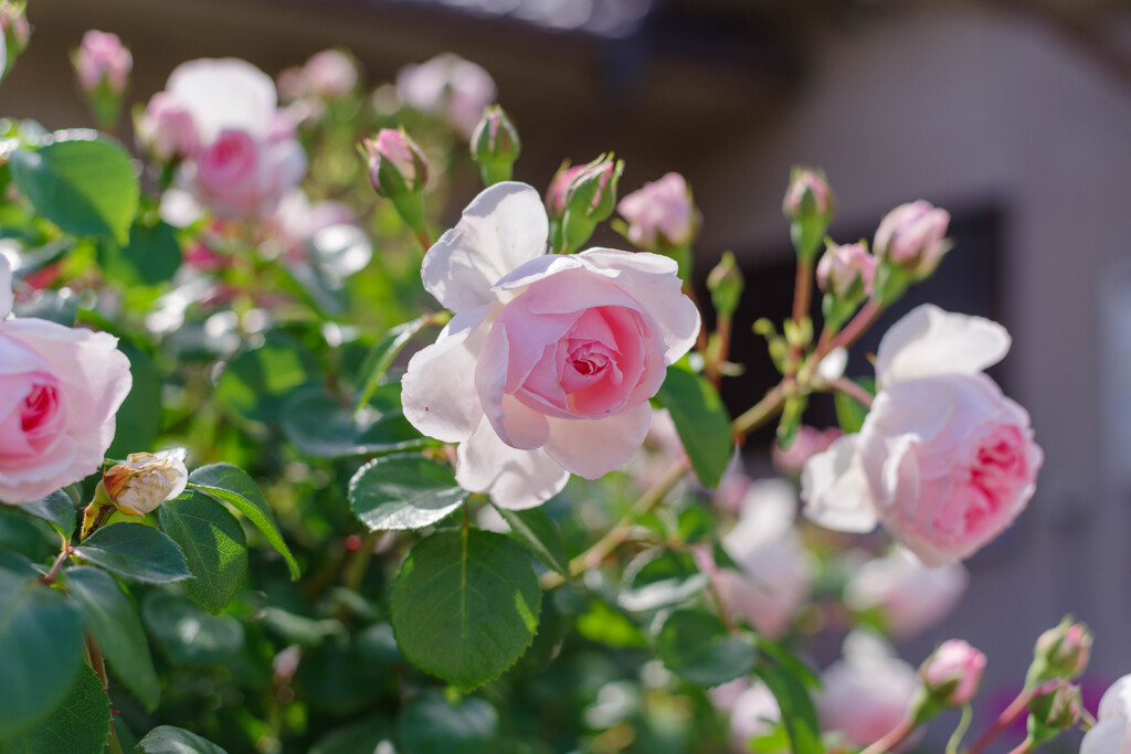 薔薇18