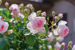 薔薇18