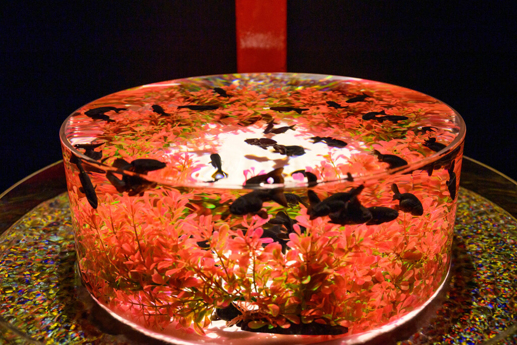 2021堂島アートアクアリウム展20