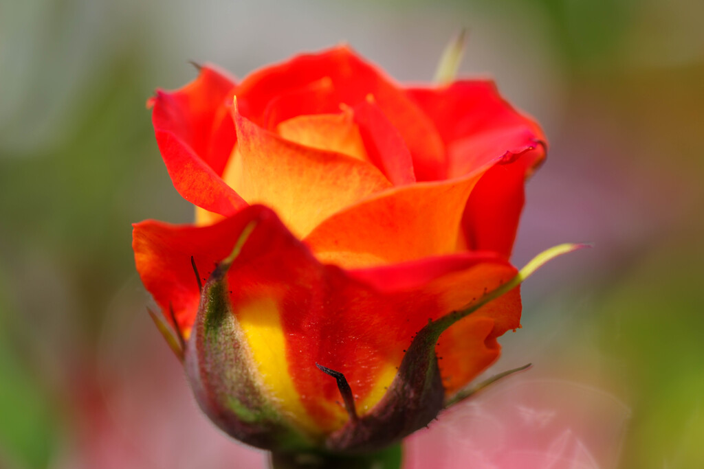 薔薇4