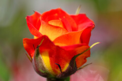 薔薇4