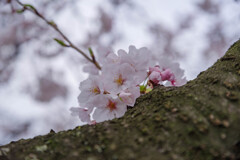 2020大阪城公園の桜13
