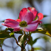 花水木5