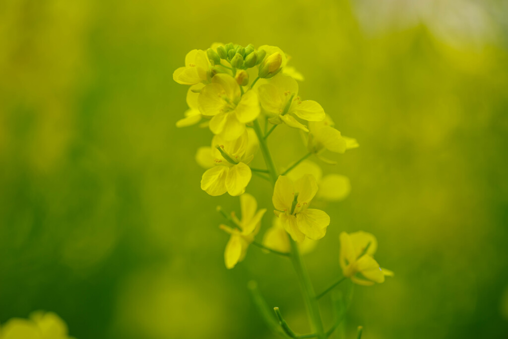 菜の花８