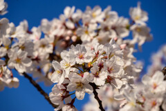 2021大阪城公園の桜16