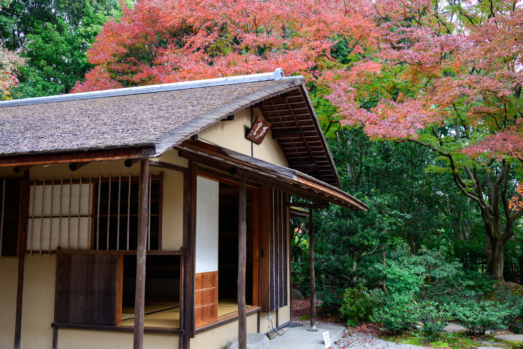 万博記念公園汎庵・万里庵紅葉5