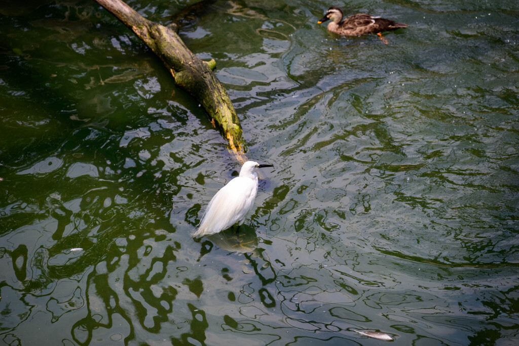 天王寺動物園鳥の楽園コサギとカモ