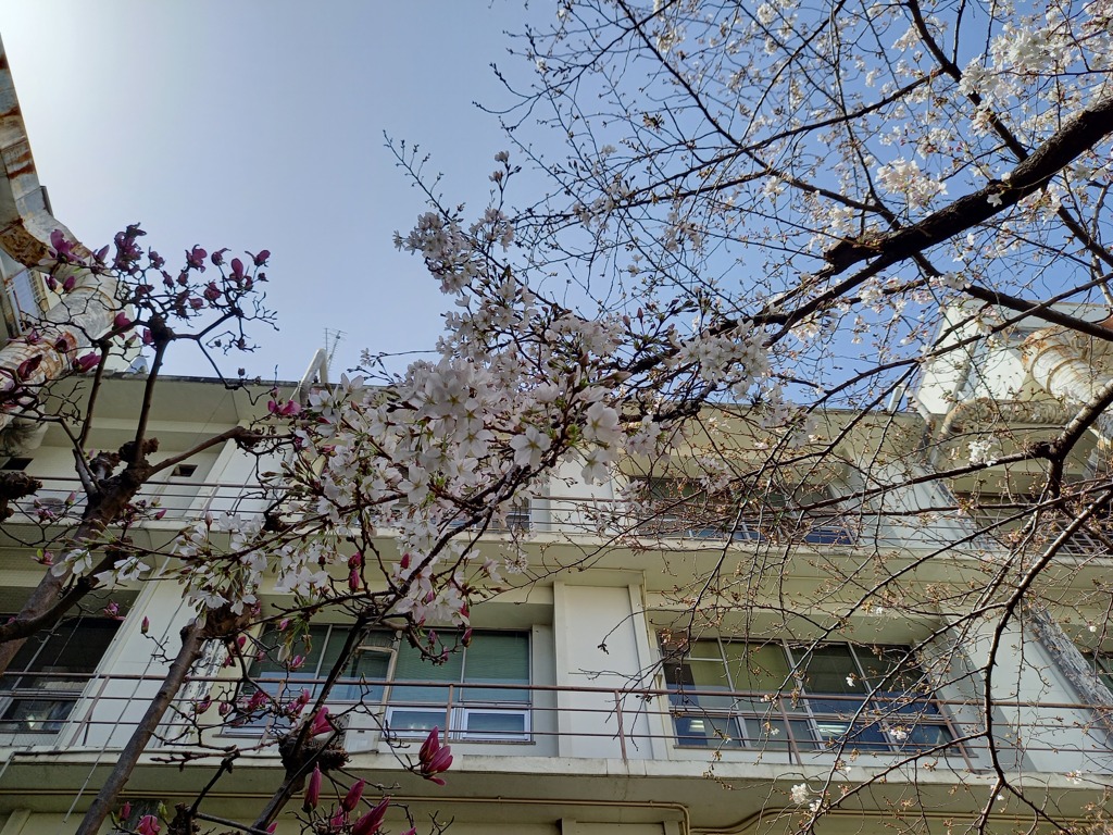 職場の桜が咲き始めました3