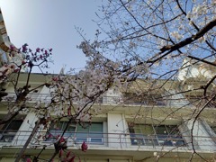 職場の桜が咲き始めました3