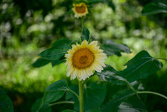 長居植物園のひまわり23