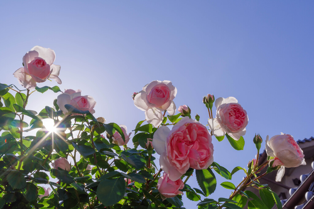 薔薇19