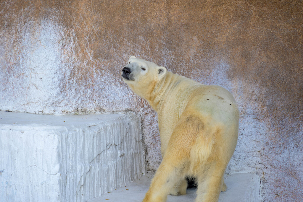 天王寺動物園 ホッキョクグマ5