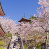 2020壷阪寺桜風景2
